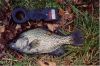 bigCrappie.jpg